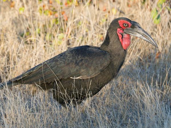 Zuidelijke hoornraaf (Bucorvus leadbeateri)
